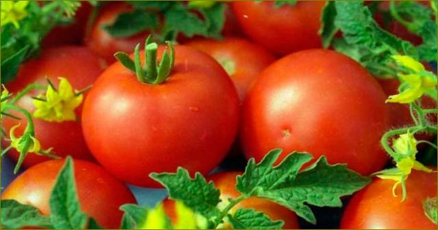 kuidas valida sorti-tomatit