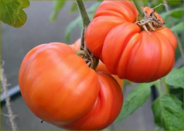 Kõige magusamad ja tagasihoidlikumad bif-tomatisordid