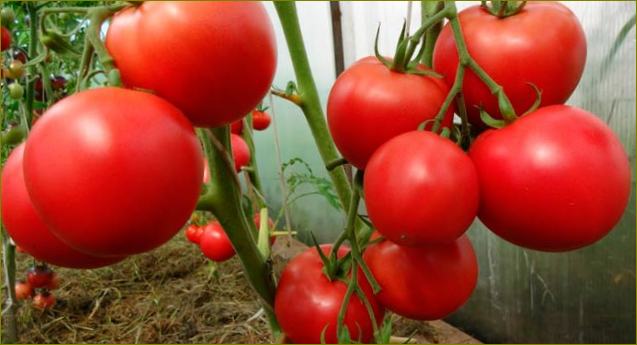 tomatid kasvuhoones