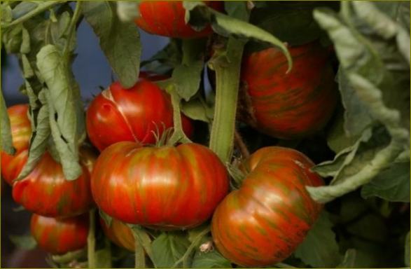 Kõige magusamad ja tagasihoidlikumad bif-tomatisordid