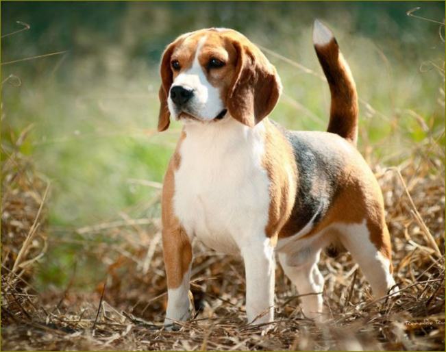 Beagle.jpg