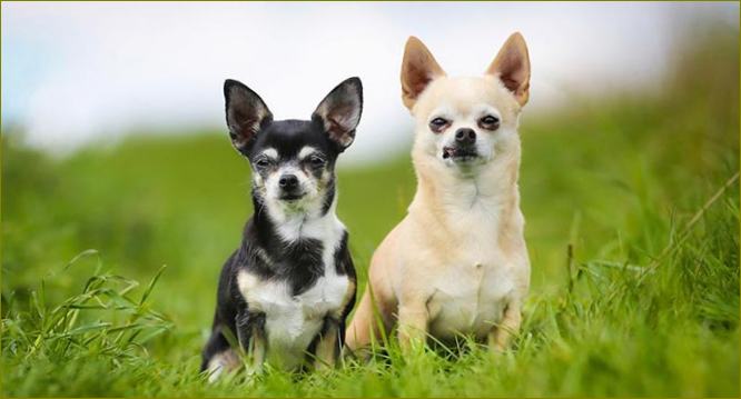Chihuahua koeratõugu foto