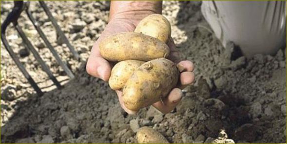 Saagikamad kartulisordid